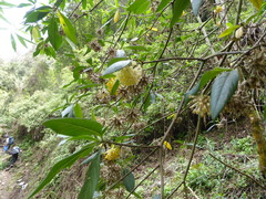 Edgeworthia gardneri