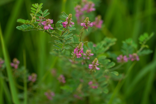 Image of Indigofera pseudotinctoria by (c) WATANABE Hitoshi 渡辺仁, some rights reserved (CC BY)