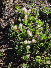 Salix petrophila