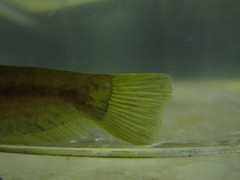 Pterocryptis anomala