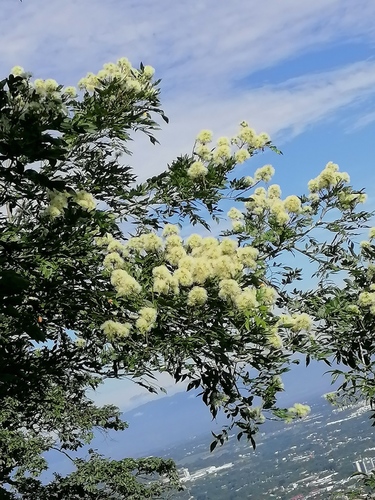 Albizia adinocephala, 2024-08-31