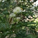 Albizia adinocephala - Photo (c) Jo Jiménez, some rights reserved (CC BY-NC), uploaded by Jo Jiménez