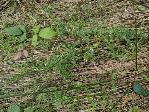 Image of Scutellaria minor by no rights reserved