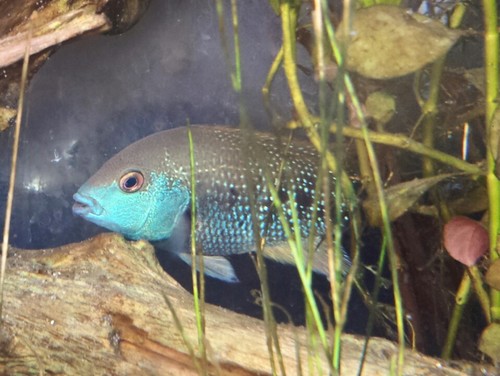 Blackcheek Cichlid