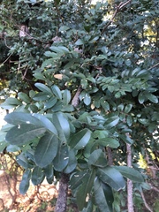 Xanthocercis zambesiaca