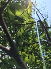 Annona macroprophyllata