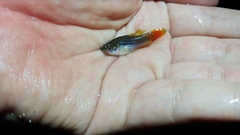 Xiphophorus variatus