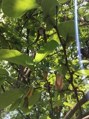 Annona macroprophyllata