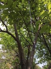 Annona macroprophyllata