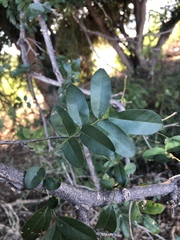 Xanthocercis zambesiaca