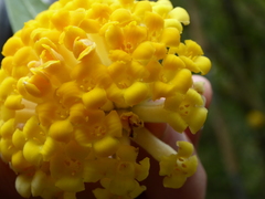 Edgeworthia gardneri