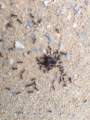 Tetramorium tsushimae