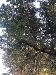 Xanthocercis zambesiaca