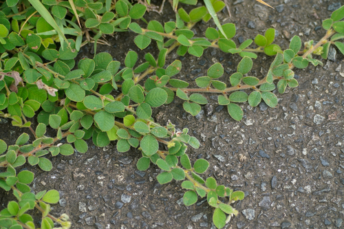 Image of Lespedeza pilosa by (c) WATANABE Hitoshi 渡辺仁, some rights reserved (CC BY)