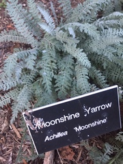 Achillea clypeolata