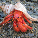 Stridulating Hermit Crab - Photo (c) Leo, some rights reserved (CC BY-NC-SA)
