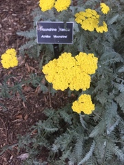 Achillea clypeolata