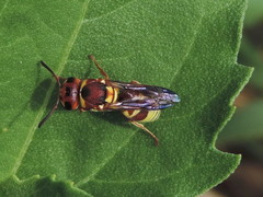 Euodynerus annulatus