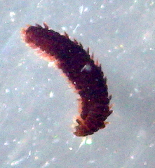 Phyllodocidae