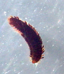 Phyllodocidae