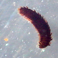 Phyllodocidae