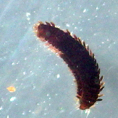 Phyllodocidae