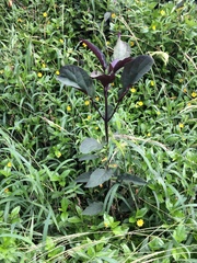 Clerodendrum quadriloculare