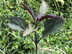 Clerodendrum quadriloculare