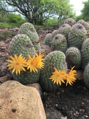 Mammillaria beneckei