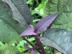 Clerodendrum quadriloculare