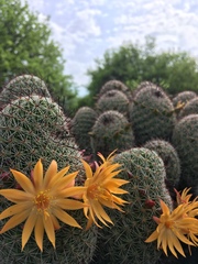 Mammillaria beneckei