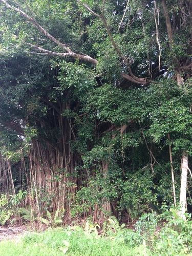 Ficus microcarpa observed 2019-06-19