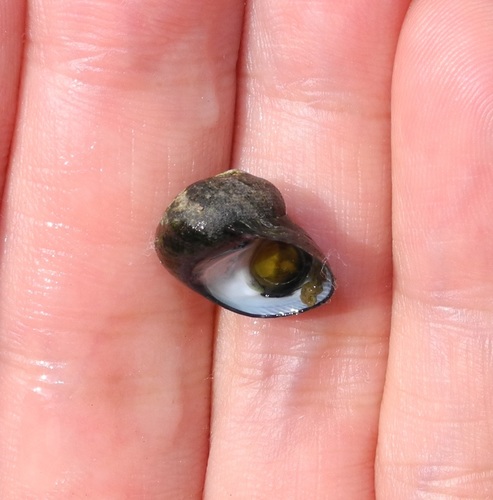 Monodonta perplexa