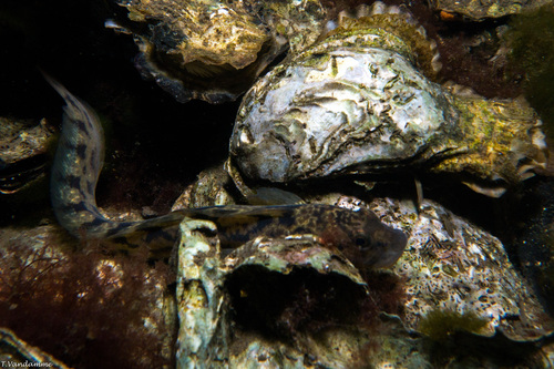 Viviparous Blenny, Schouwen-Duiveland, Pays-Bas, photo 6 of 10