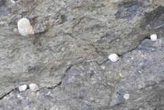 Echinolittorina radiata