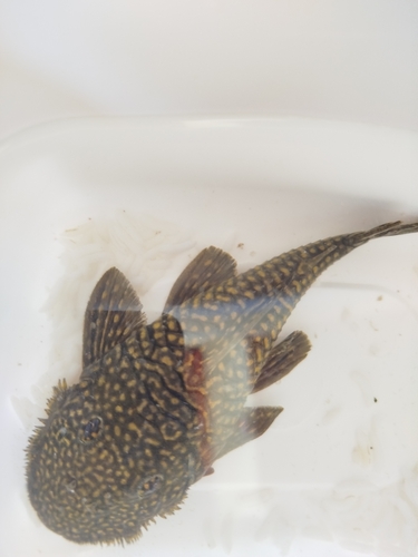 Pseudancistrus genisetiger