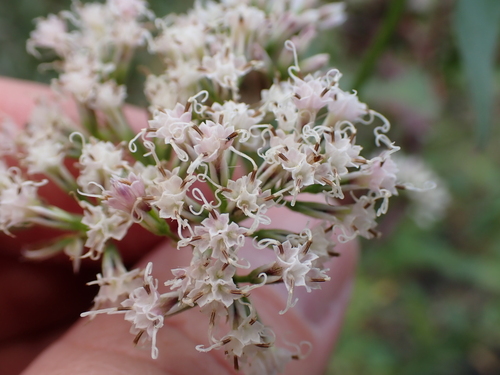 Climbing hempvine (Mikania scandens)