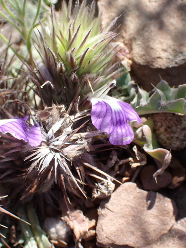Image of Acanthopsis dispermoides by (c) Nicola van Berkel, some rights reserved (CC BY-SA)