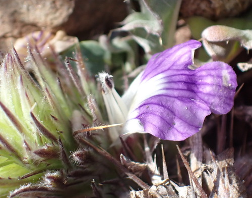 Image of Acanthopsis dispermoides by (c) Nicola van Berkel, some rights reserved (CC BY-SA)
