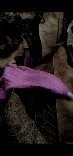 Image of Handroanthus impetiginosus by (c) cristianol1456, some rights reserved (CC BY-SA)