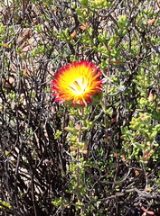 Drosanthemum bicolor, photograph (c) Nicola van Berkel, some rights reserved (CC BY-SA)