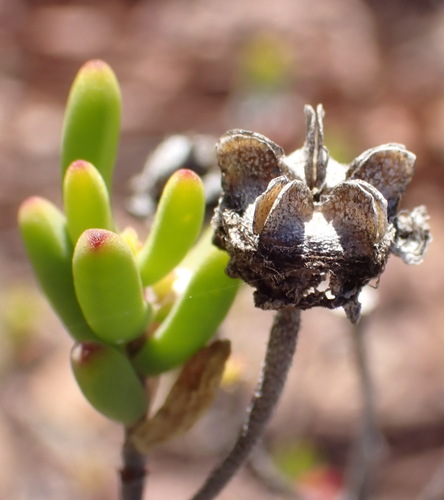 Drosanthemum bicolor, photograph 4