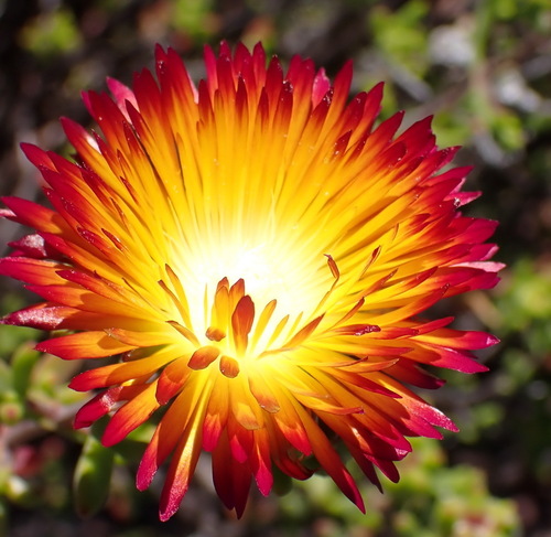 Drosanthemum bicolor, photograph 3