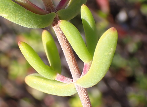 Drosanthemum bicolor, photograph 2