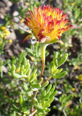 Drosanthemum bicolor