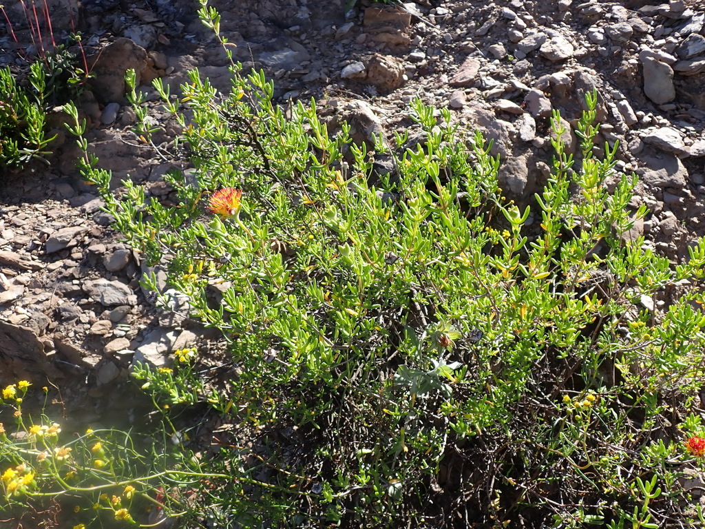 Drosanthemum bicolor; photograph (c) Nicola van Berkel, some rights reserved (CC BY-SA)