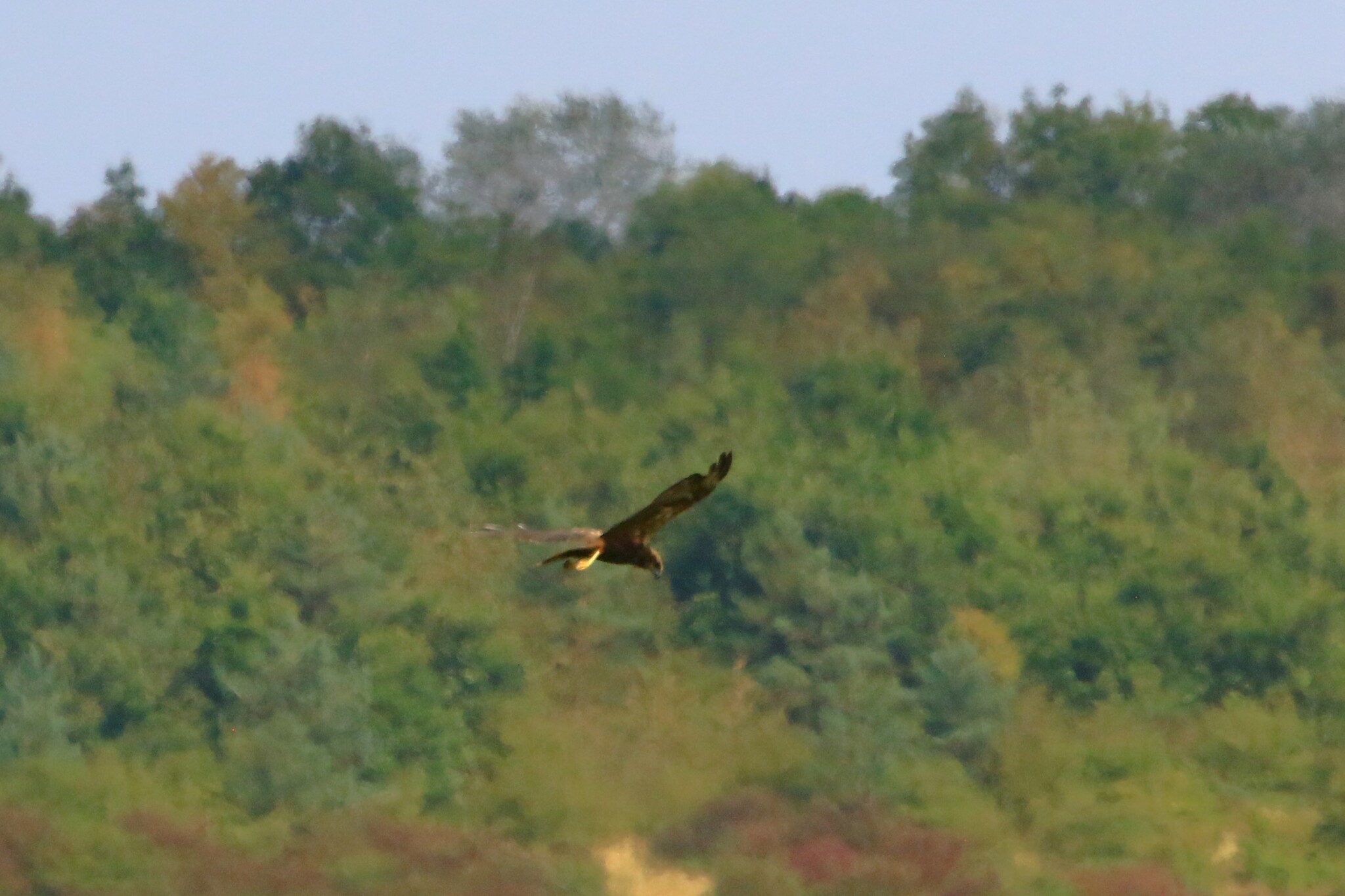Western Marsh Harrier