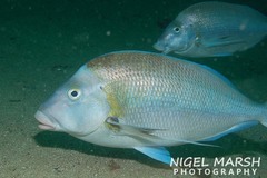 Nemadactylus douglasii