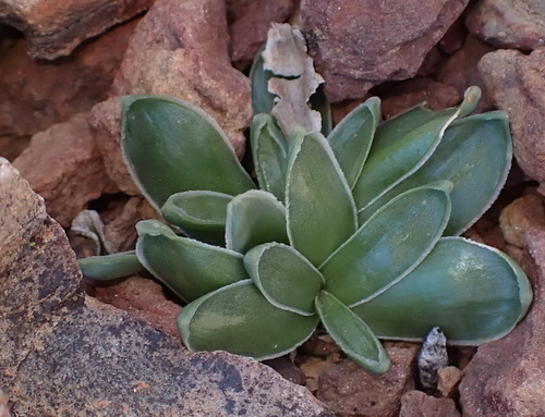 Drimia cochlearis