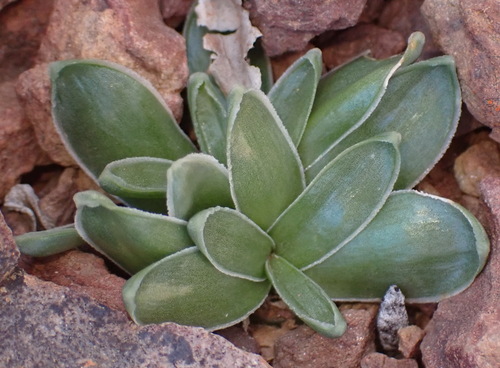 Drimia cochlearis